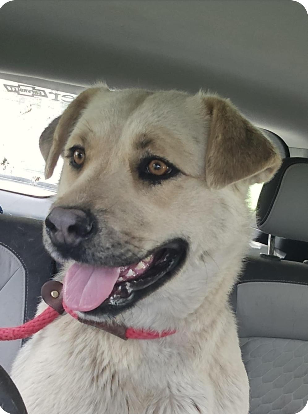 Sandy, Adult Female Labrador Retriever