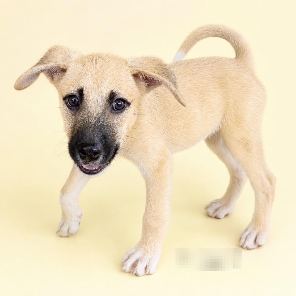 Rango, Adoptable, Puppy Male Mixed Breed.