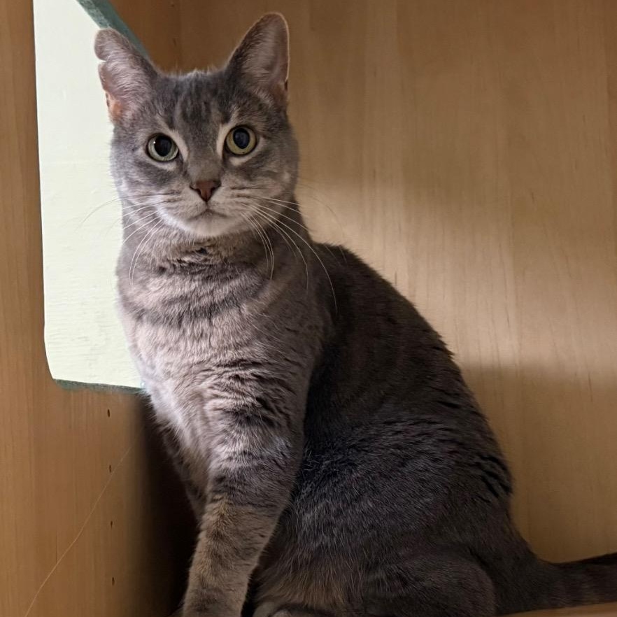 Enlarge Megan, an adopted Domestic Short Hair in Amery, WI image 2/2