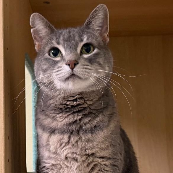 Enlarge Megan, an adopted Domestic Short Hair in Amery, WI image 1/2