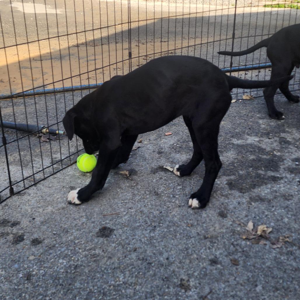 Enlarge Brie, a Adoptable Mixed Breed in Evensville, TN image 1/6