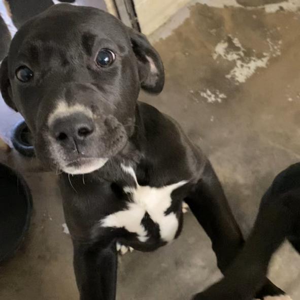 Enlarge Brie, a Adoptable Mixed Breed in Evensville, TN image 2/6