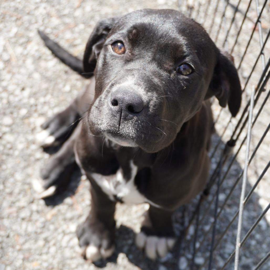 Enlarge Brie, a Adoptable Mixed Breed in Evensville, TN image 3/6