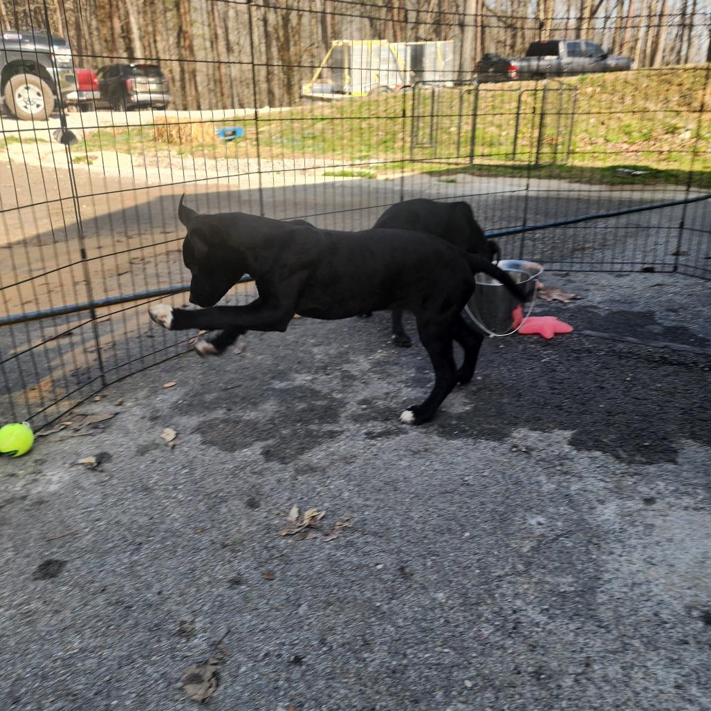 Enlarge Brie, a Adoptable Mixed Breed in Evensville, TN image 4/6