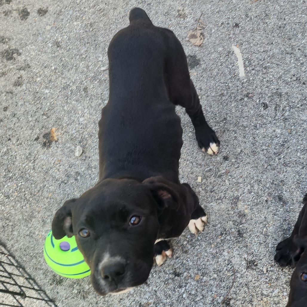 Enlarge Brie, a Adoptable Mixed Breed in Evensville, TN image 5/6