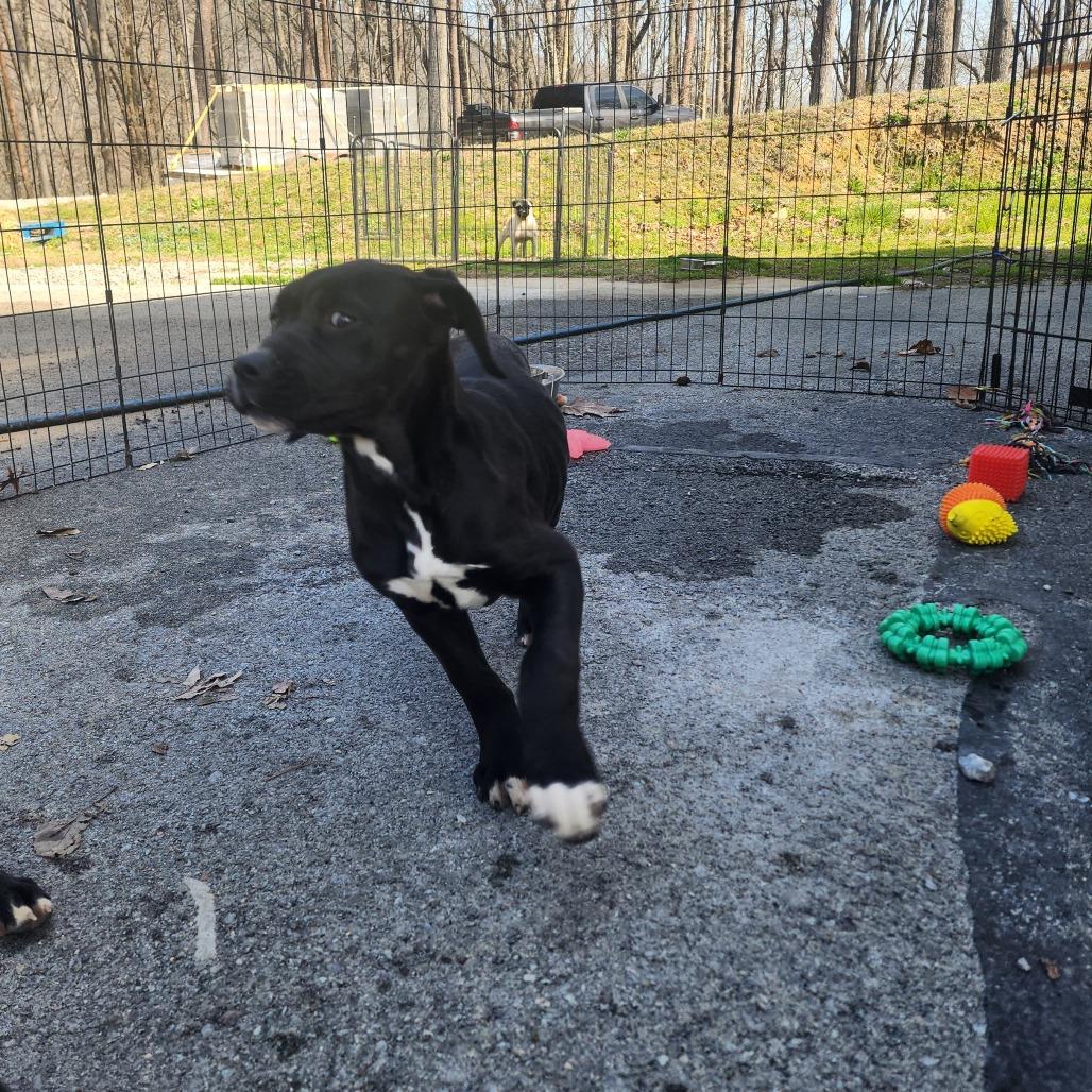 Enlarge Brie, a Adoptable Mixed Breed in Evensville, TN image 6/6