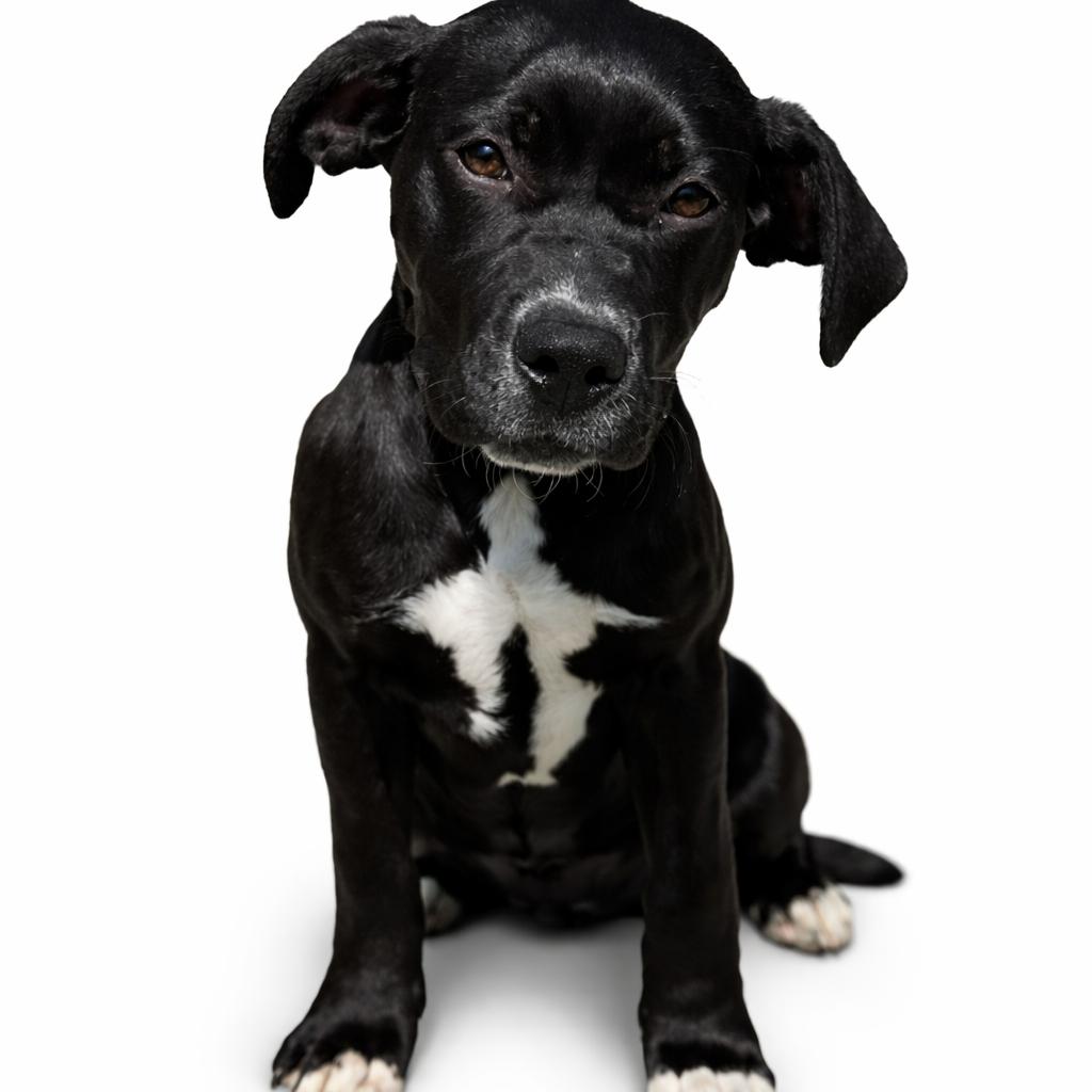 Enlarge Brie, a Adoptable Mixed Breed in Evensville, TN image 6/6