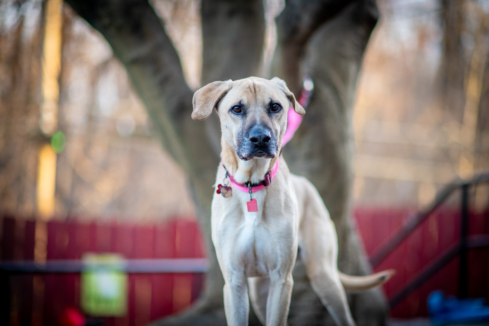 Dakota, a Adoptable Yellow Labrador Retriever in Bedford, NY image 5/9