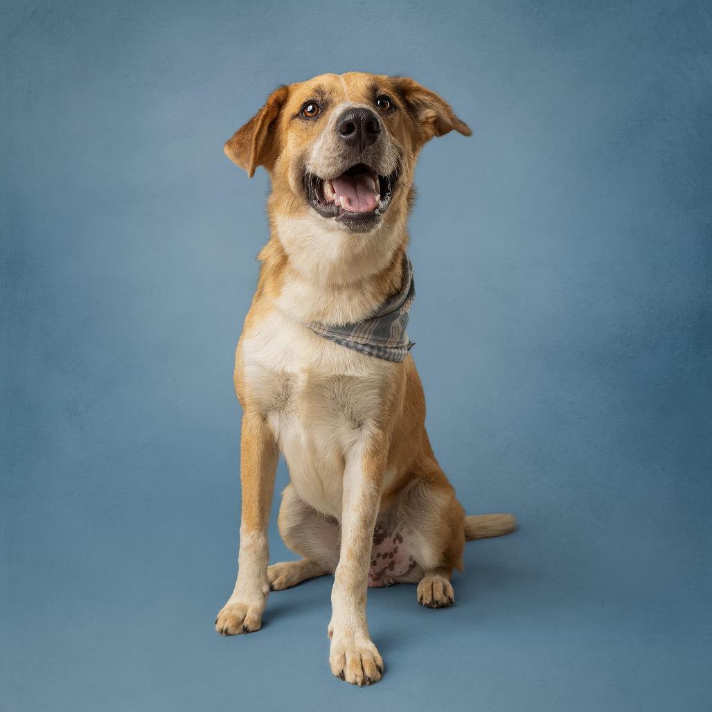 Enlarge Kodiak, a Adoptable German Shepherd Dog in Norman, OK image 1/4
