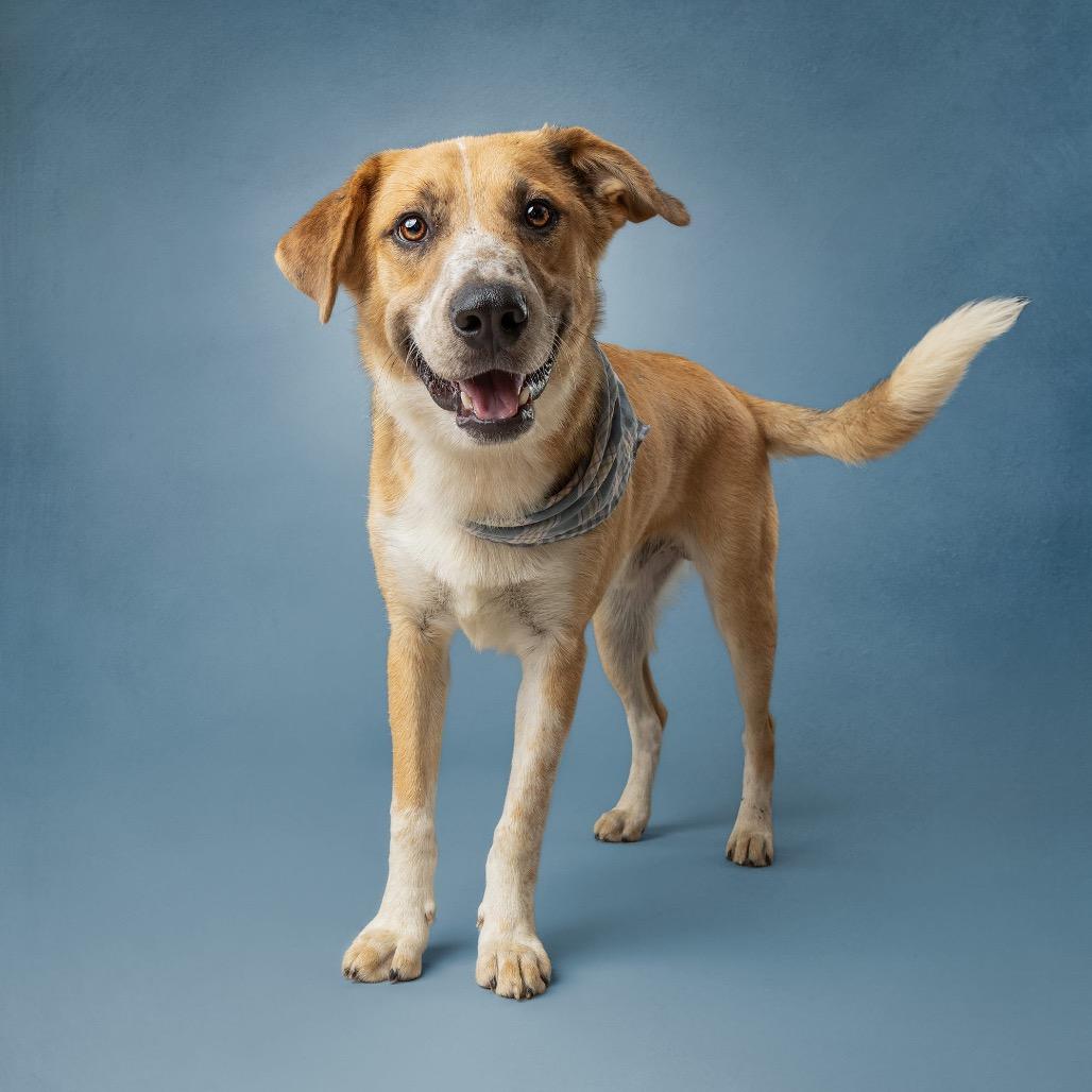 Enlarge Kodiak, a Adoptable German Shepherd Dog in Norman, OK image 3/4