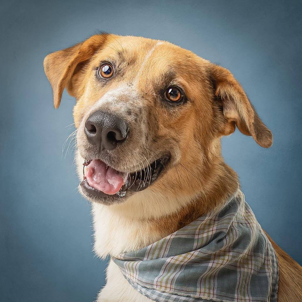 Enlarge Kodiak, a Adoptable German Shepherd Dog in Norman, OK image 4/4