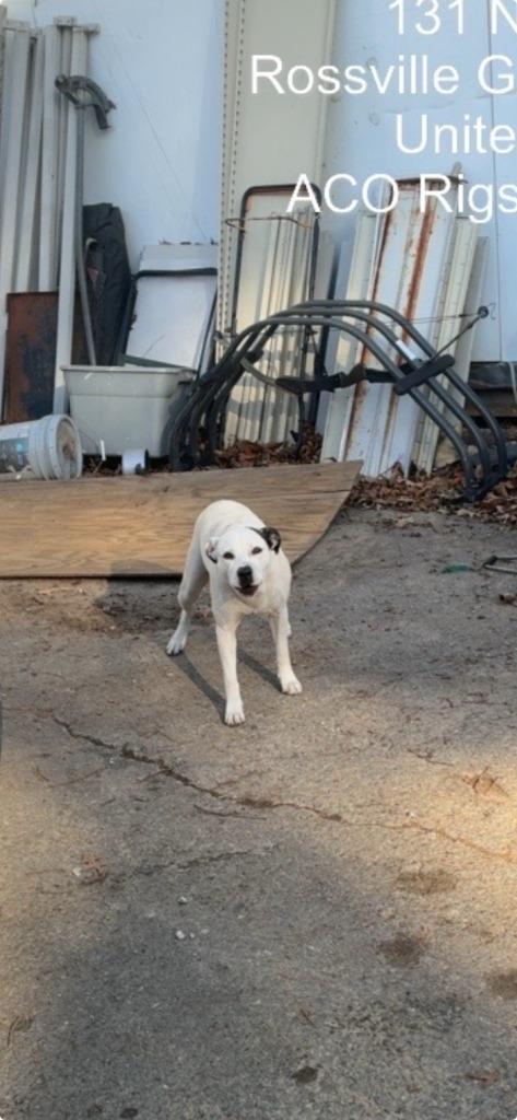 Josie - Hold until EOD 1218, Adoptable, Young Female Mixed Breed.