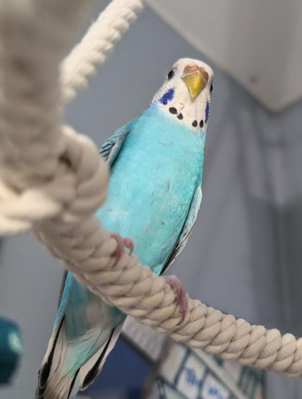 Lenna, Adoptable, Young Female Budgie / Budgerigar.