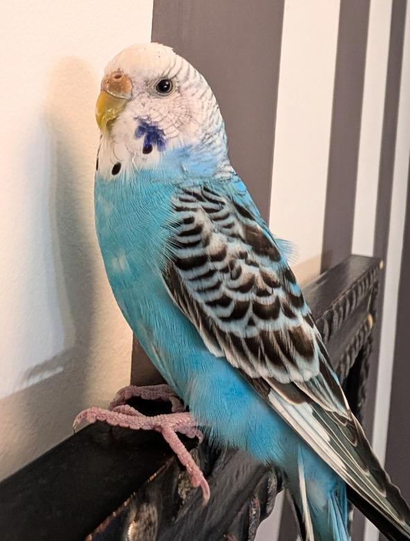 Lenna, Adoptable, Young Female Budgie / Budgerigar.
