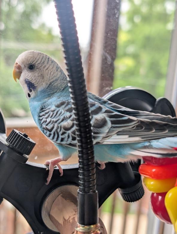 Lenna, a Adoptable Budgie / Budgerigar in Ballwin, MO image 2/6