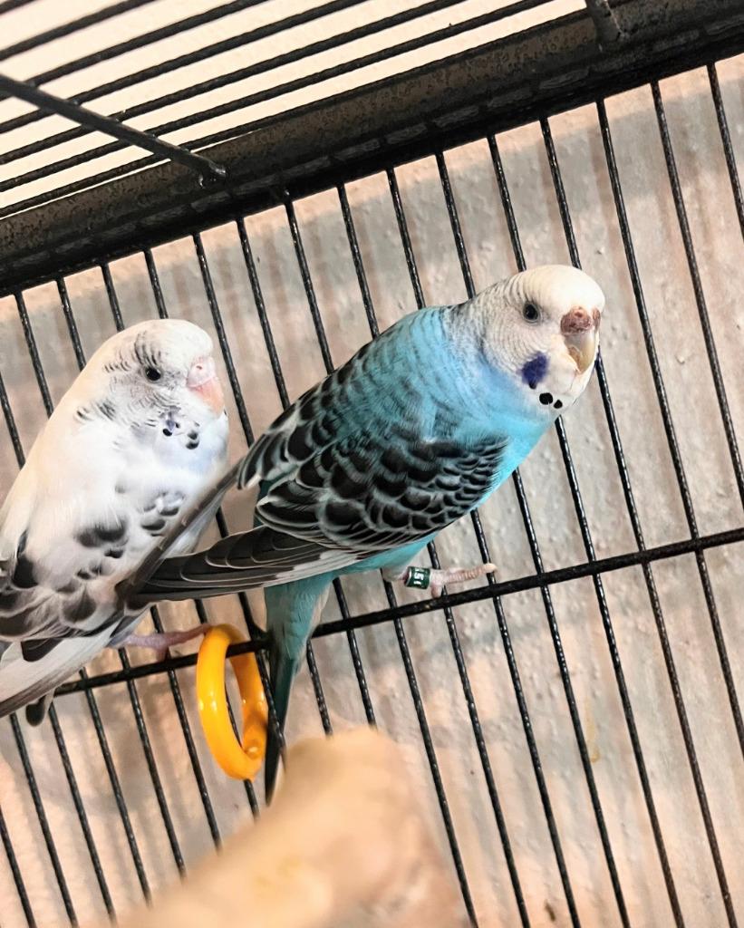Lenna, a Adoptable Budgie / Budgerigar in Ballwin, MO image 3/6