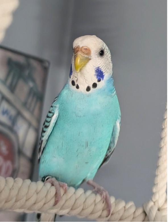 Enlarge Lenna, a Adoptable Budgie / Budgerigar in Ballwin, MO image 3/6