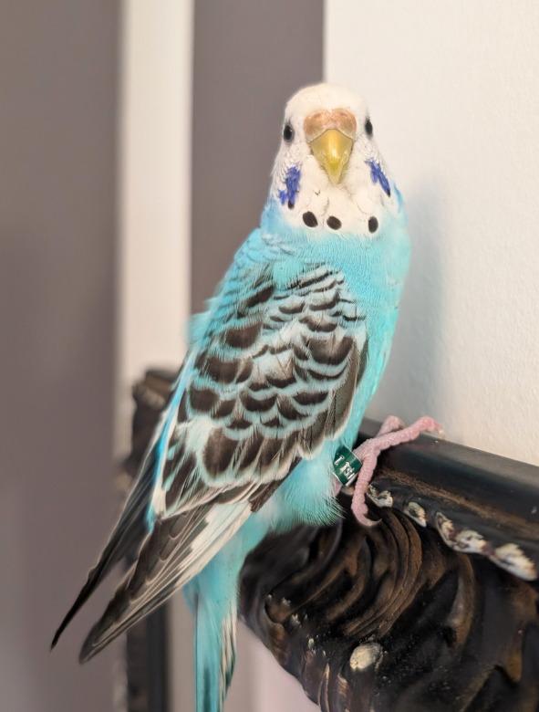Enlarge Lenna, a Adoptable Budgie / Budgerigar in Ballwin, MO image 4/6