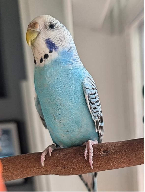 Enlarge Lenna, a Adoptable Budgie / Budgerigar in Ballwin, MO image 5/6
