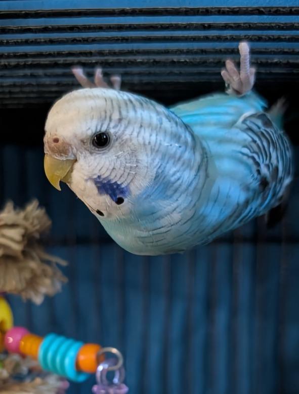 Enlarge Lenna, a Adoptable Budgie / Budgerigar in Ballwin, MO image 6/6