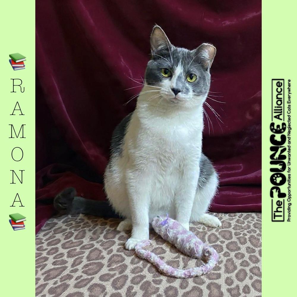 Ramona, Adoptable, Adult Female Domestic Short Hair.