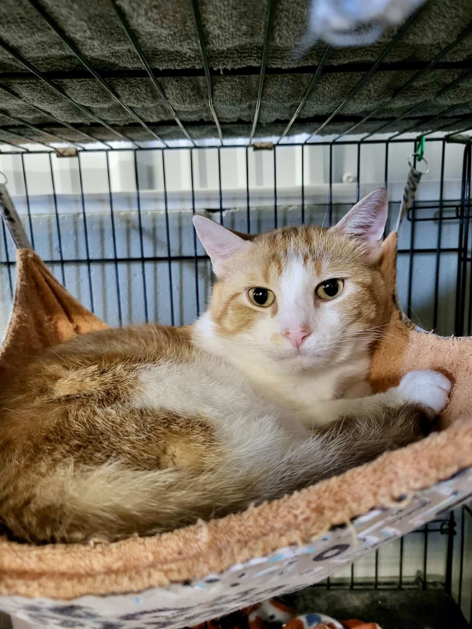Enlarge John “Quincy” Adams, a Adoptable Domestic Short Hair in Detroit Lakes, MN image 1/3