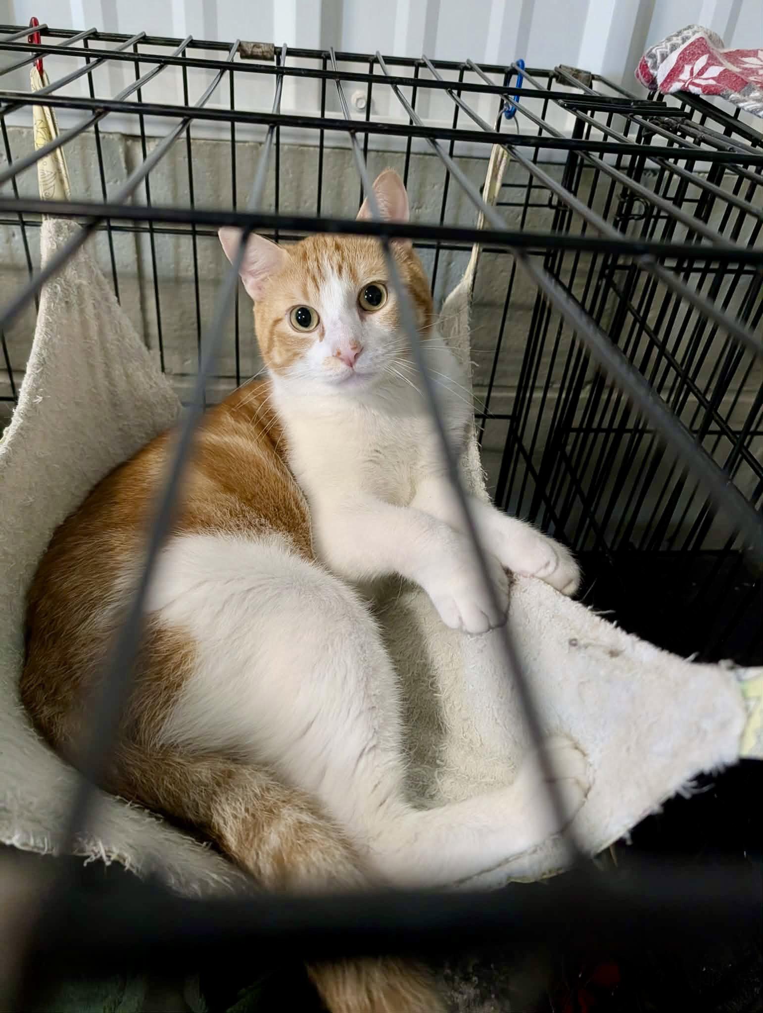 Enlarge John “Quincy” Adams, a Adoptable Domestic Short Hair in Detroit Lakes, MN image 2/3