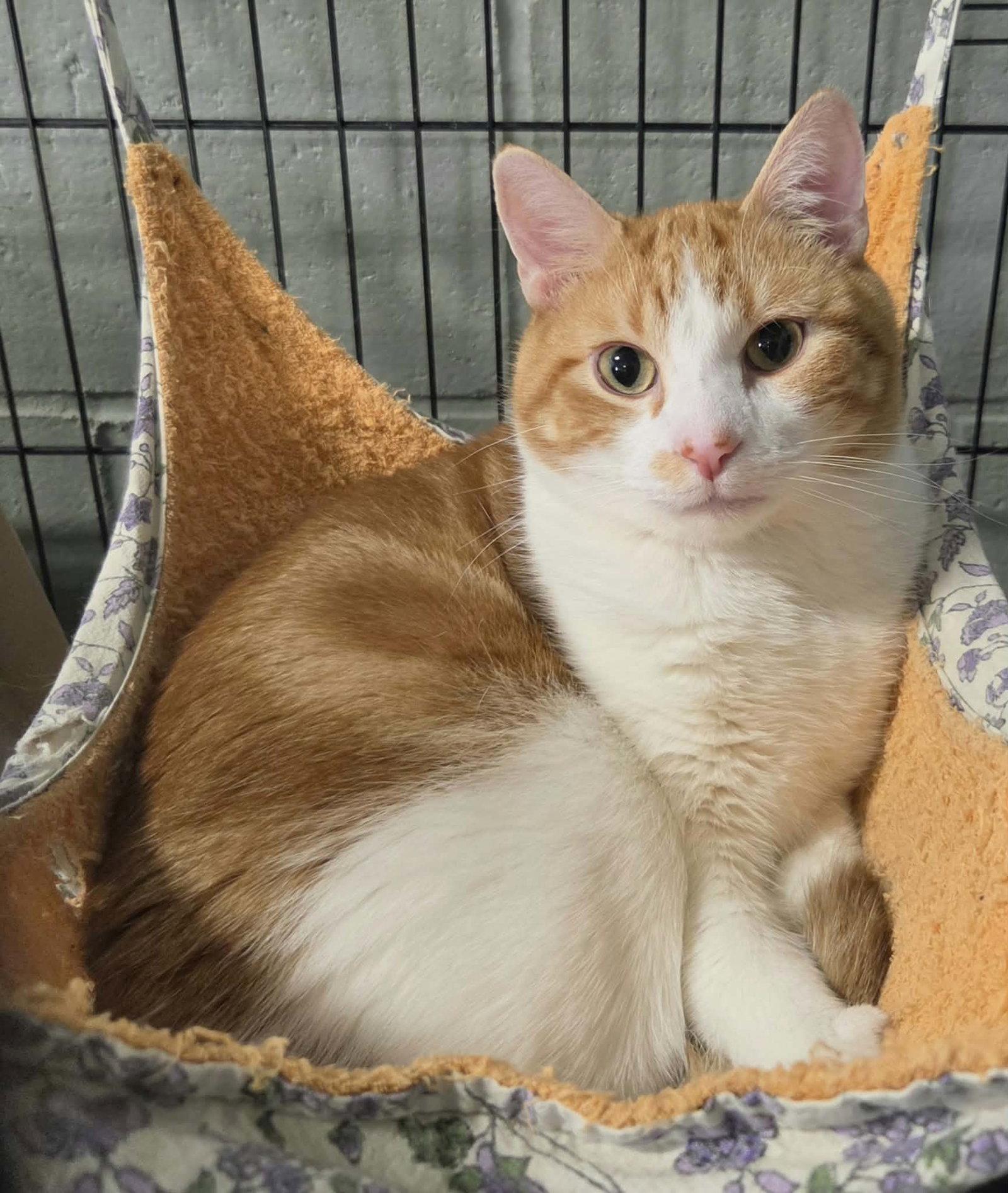 Enlarge John “Quincy” Adams, a Adoptable Domestic Short Hair in Detroit Lakes, MN image 3/3