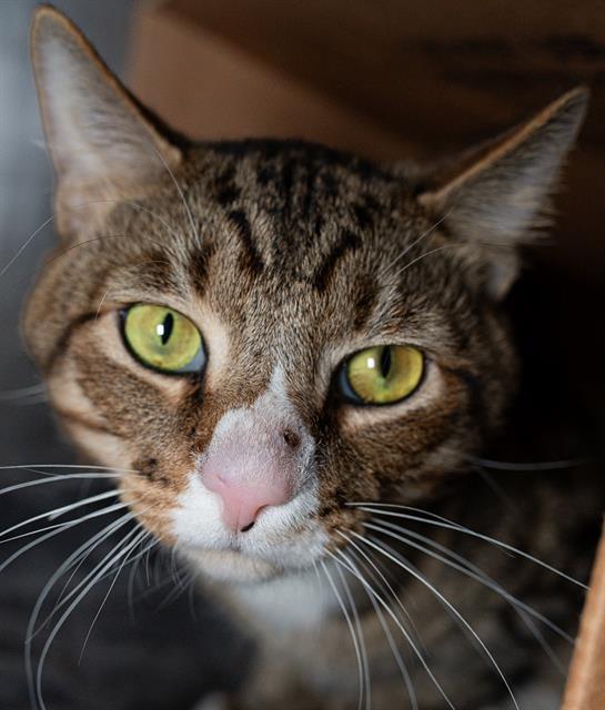 Enlarge MIO, a Adoptable Domestic Short Hair in Boston, MA image 1/1