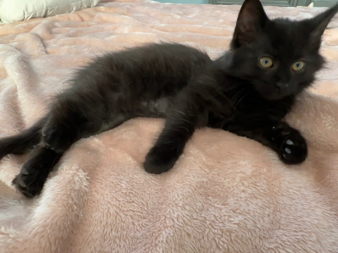 Enlarge Edgar and Esme Bonded Pair , a Adopted mixed breed in Blaine, MN image 1/6