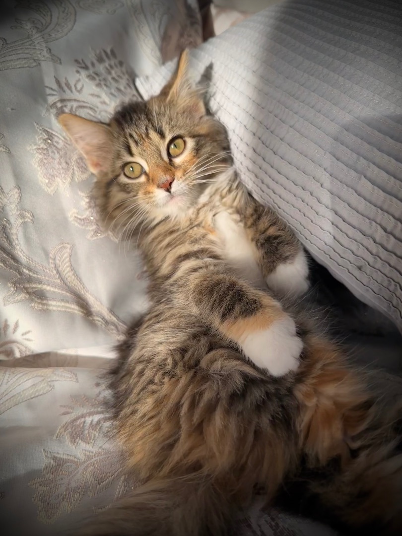 Enlarge Edgar and Esme Bonded Pair , a Adopted mixed breed in Blaine, MN image 2/6