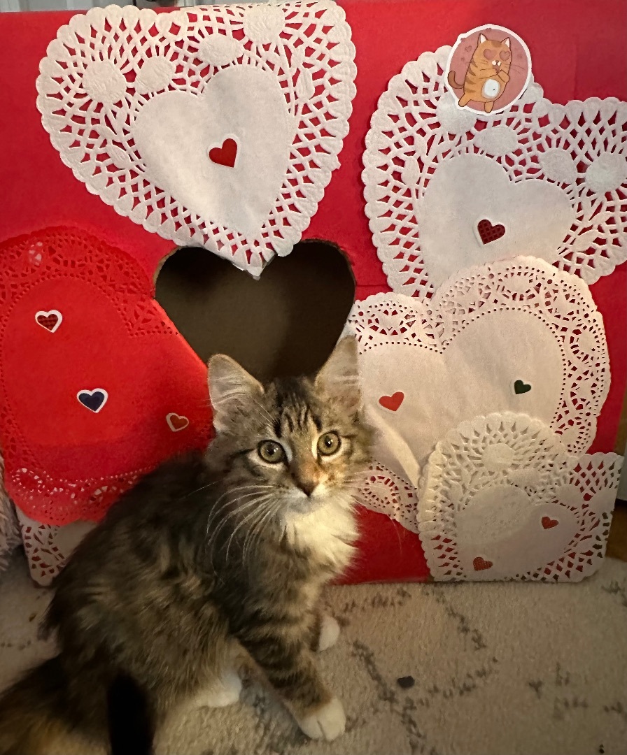 Enlarge Edgar and Esme Bonded Pair , a Adopted mixed breed in Blaine, MN image 3/6