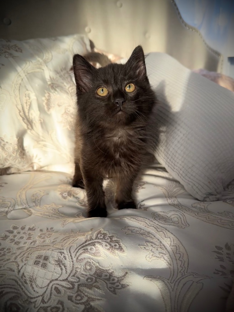 Enlarge Edgar and Esme Bonded Pair , a Adopted mixed breed in Blaine, MN image 4/6