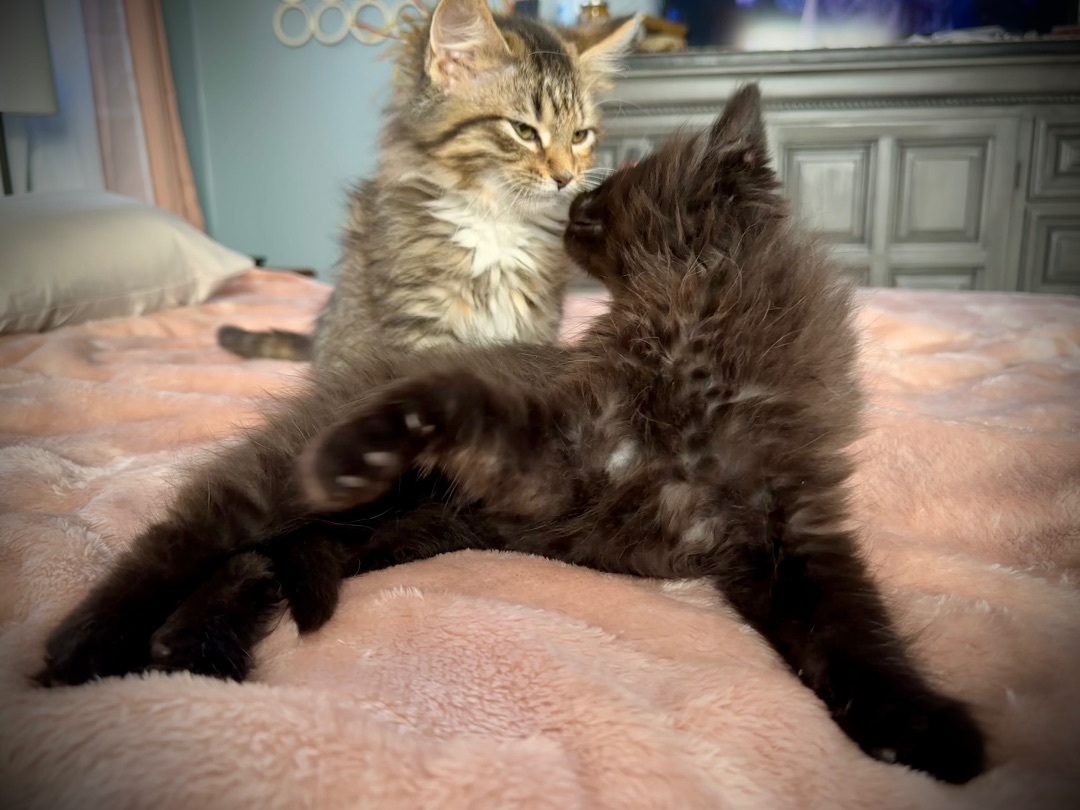 Enlarge Edgar and Esme Bonded Pair , a Adopted mixed breed in Blaine, MN image 5/6