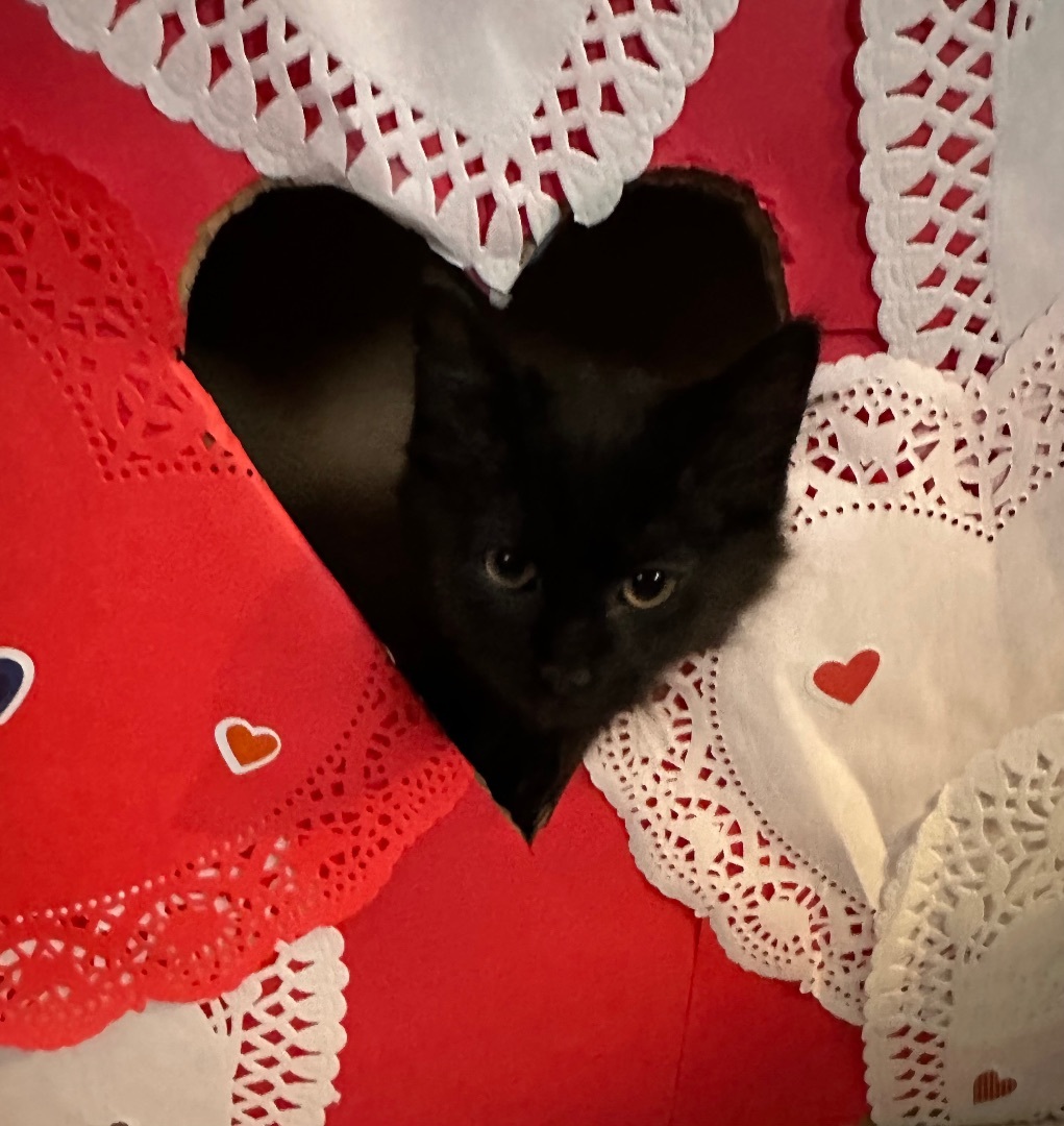 Enlarge Edgar and Esme Bonded Pair , a Adopted mixed breed in Blaine, MN image 6/6