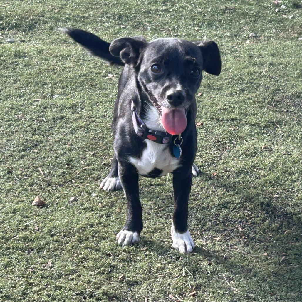 Enlarge Little Lady, a Adoptable Terrier in Tanner, AL image 1/1