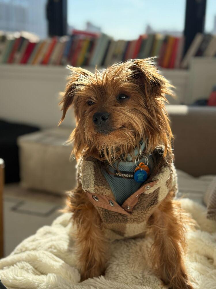 Enlarge Brooklyn, a Adoptable mixed breed in New York, NY image 1/5