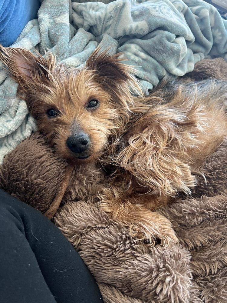 Enlarge Brooklyn, a Adoptable mixed breed in New York, NY image 2/5