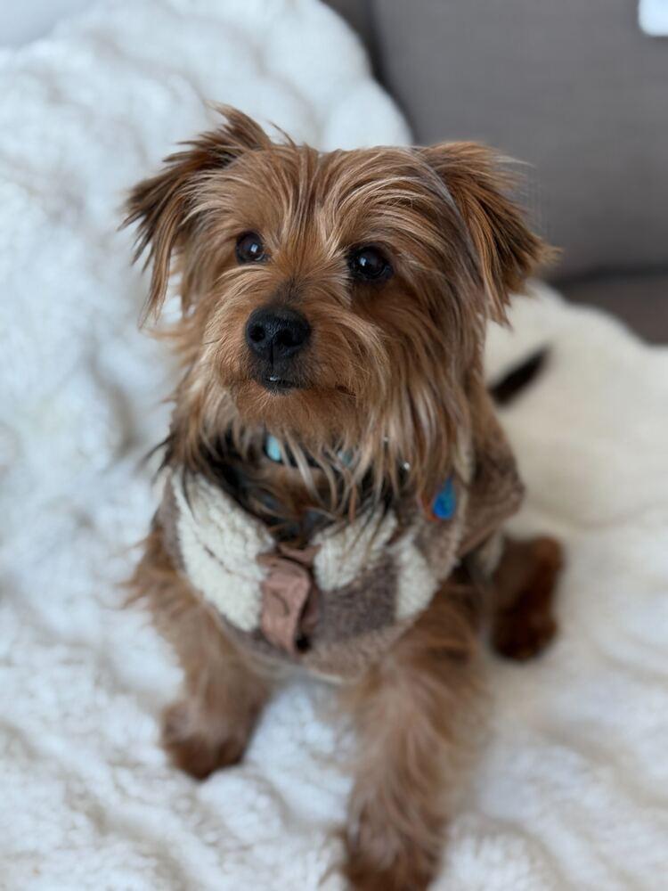 Enlarge Brooklyn, a Adoptable mixed breed in New York, NY image 3/5