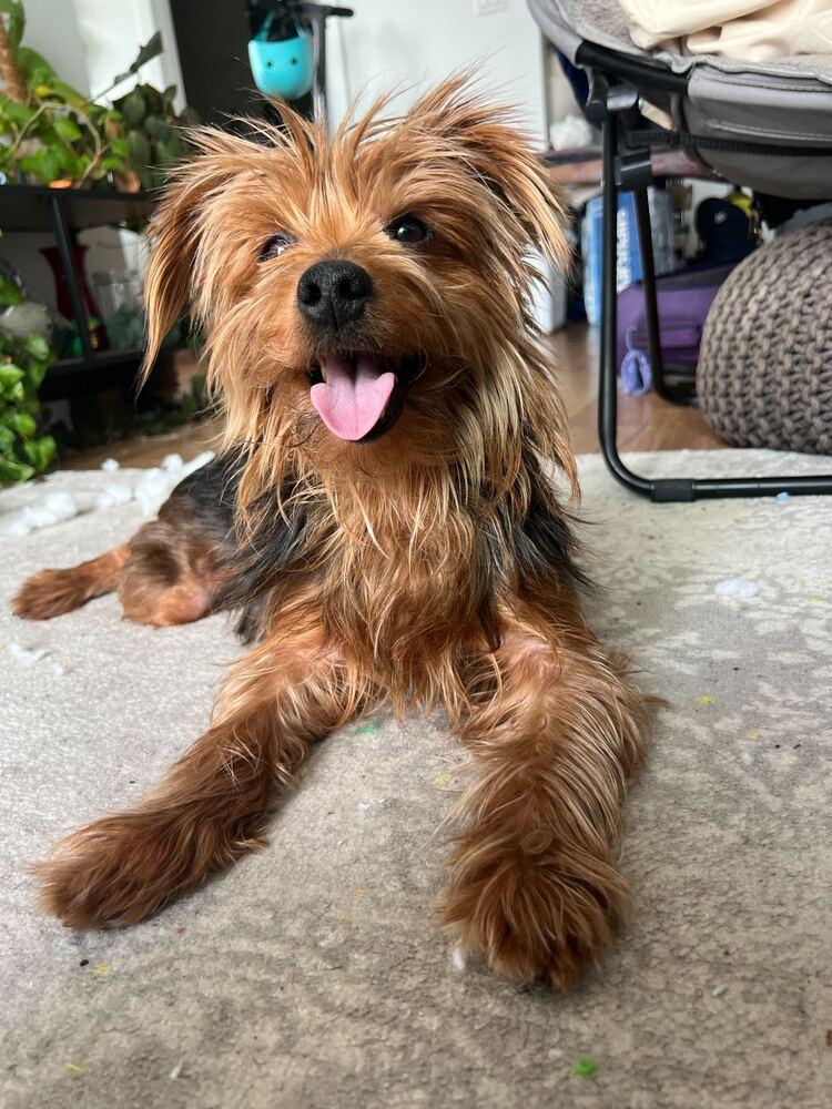 Enlarge Brooklyn, a Adoptable mixed breed in New York, NY image 4/5