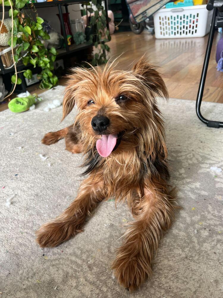 Enlarge Brooklyn, a Adoptable mixed breed in New York, NY image 5/5