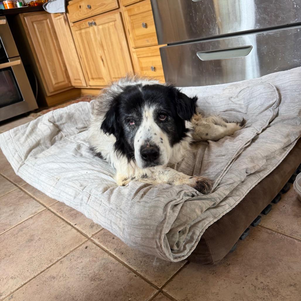 Masani (Grandma), Adoptable, Senior Female Great Pyrenees & Mixed Breed.