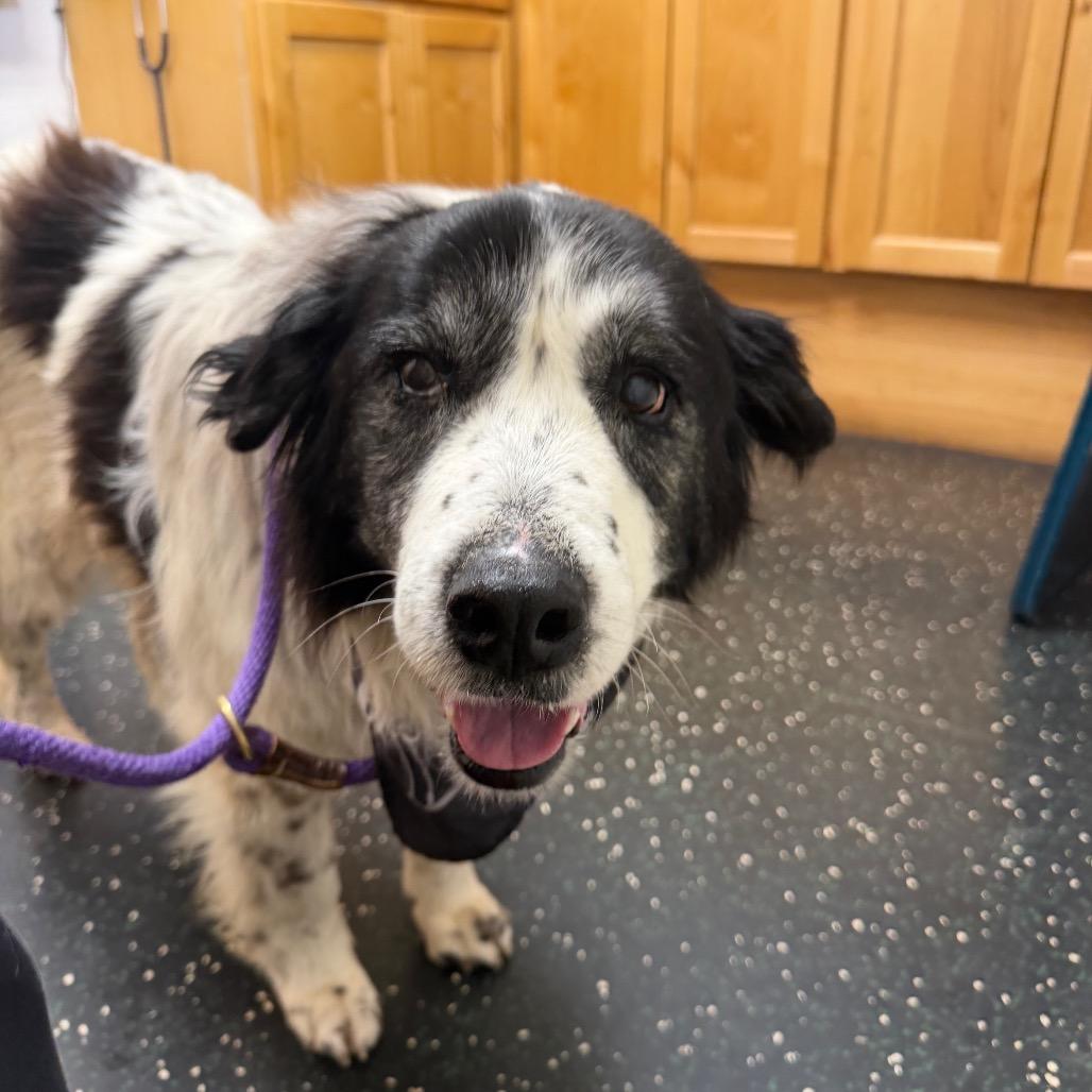 Enlarge Masani (Grandma), a Adoptable mixed breed in Moab, UT image 2/6