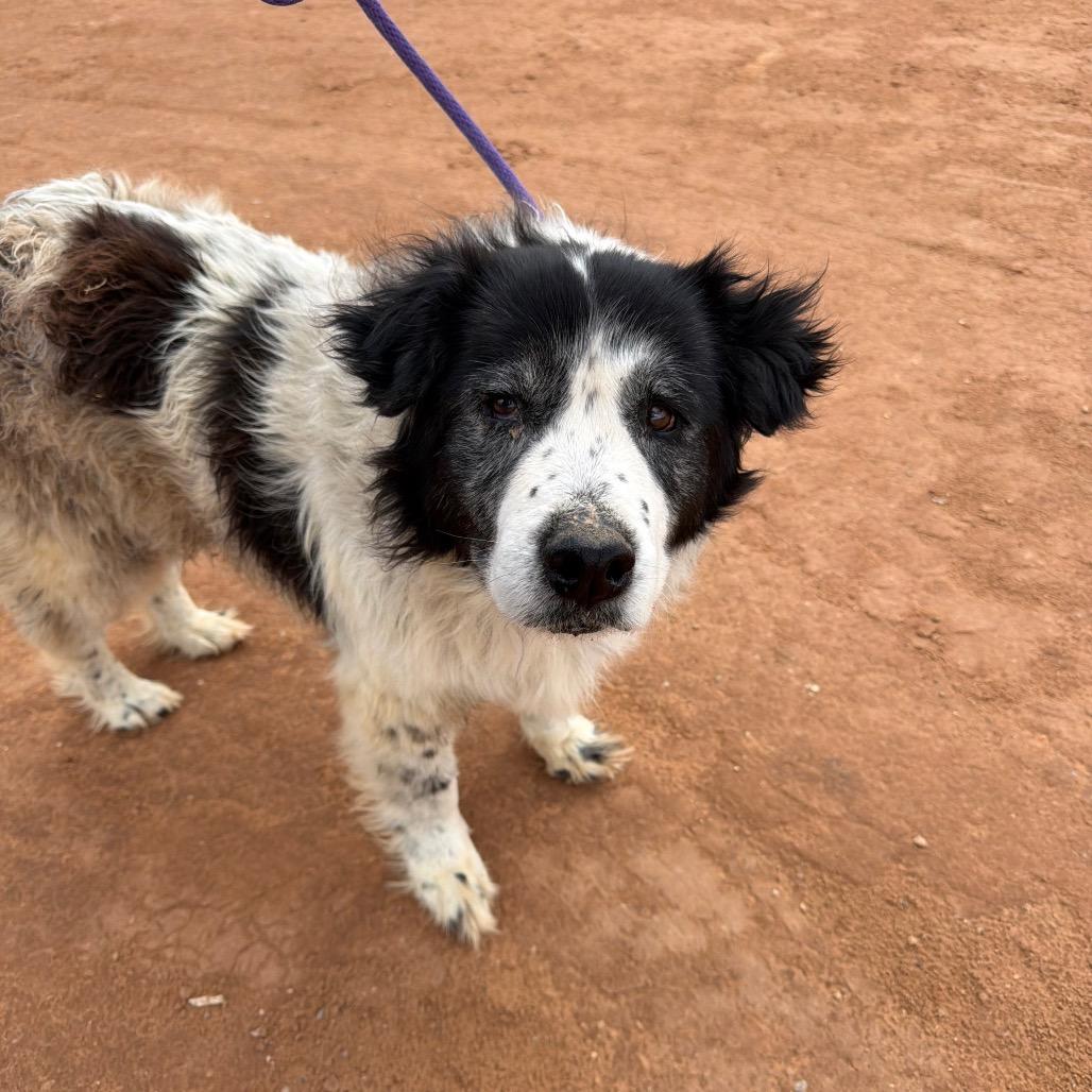 Enlarge Masani (Grandma), a Adoptable mixed breed in Moab, UT image 3/6