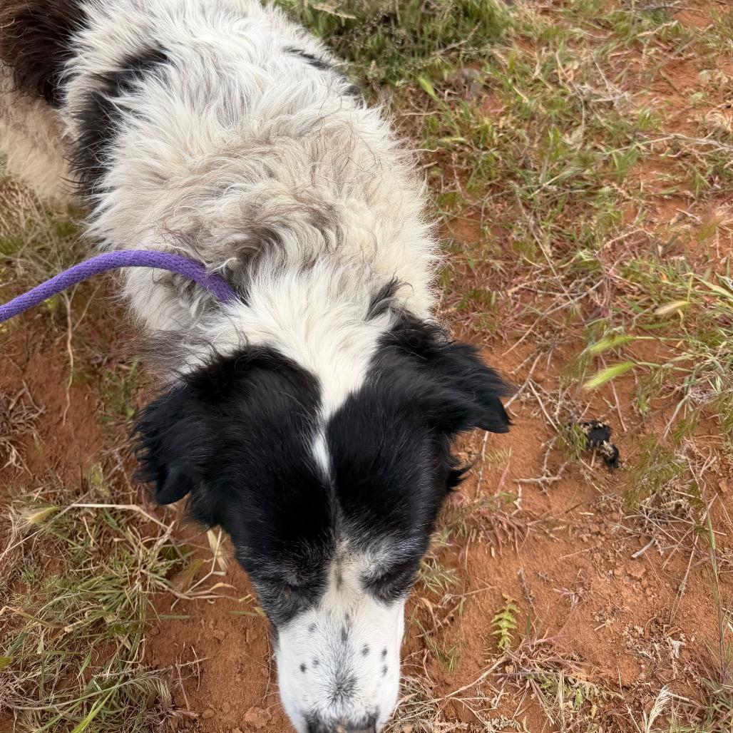 Enlarge Masani (Grandma), a Adoptable mixed breed in Moab, UT image 4/6