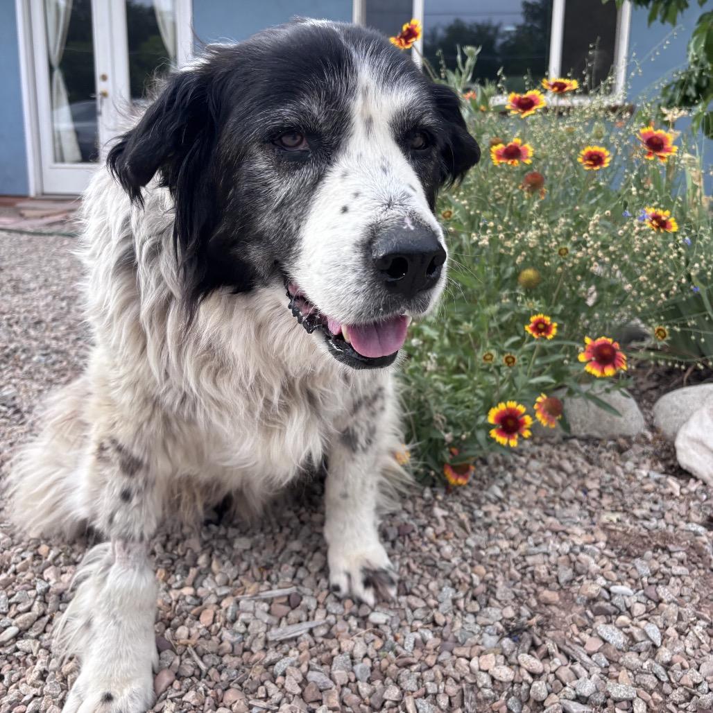 Enlarge Masani (Grandma), a Adoptable mixed breed in Moab, UT image 5/6