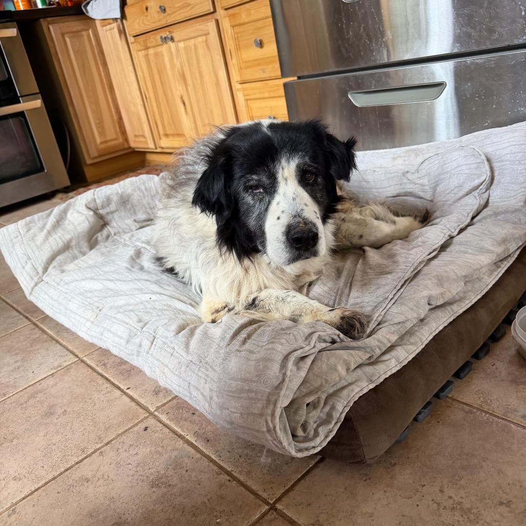 Enlarge Masani (Grandma), a Adoptable mixed breed in Moab, UT image 6/6