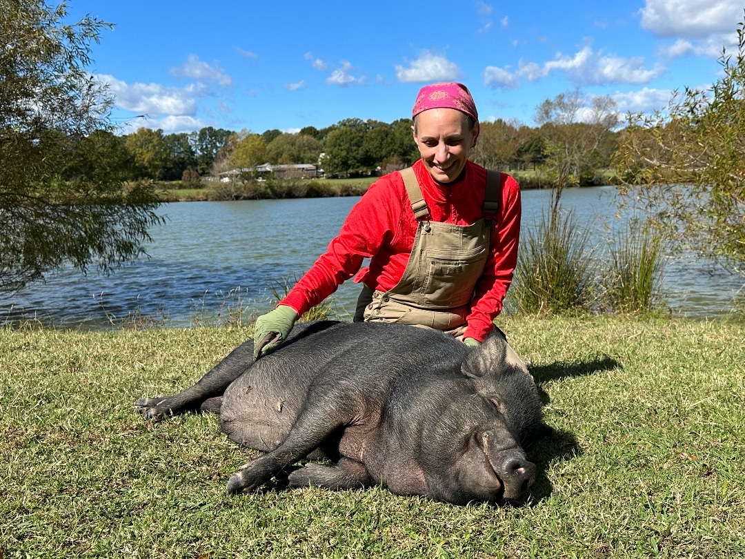 Poppy Seed, a Adoptable Pot Bellied in Durham, NC image 1/2