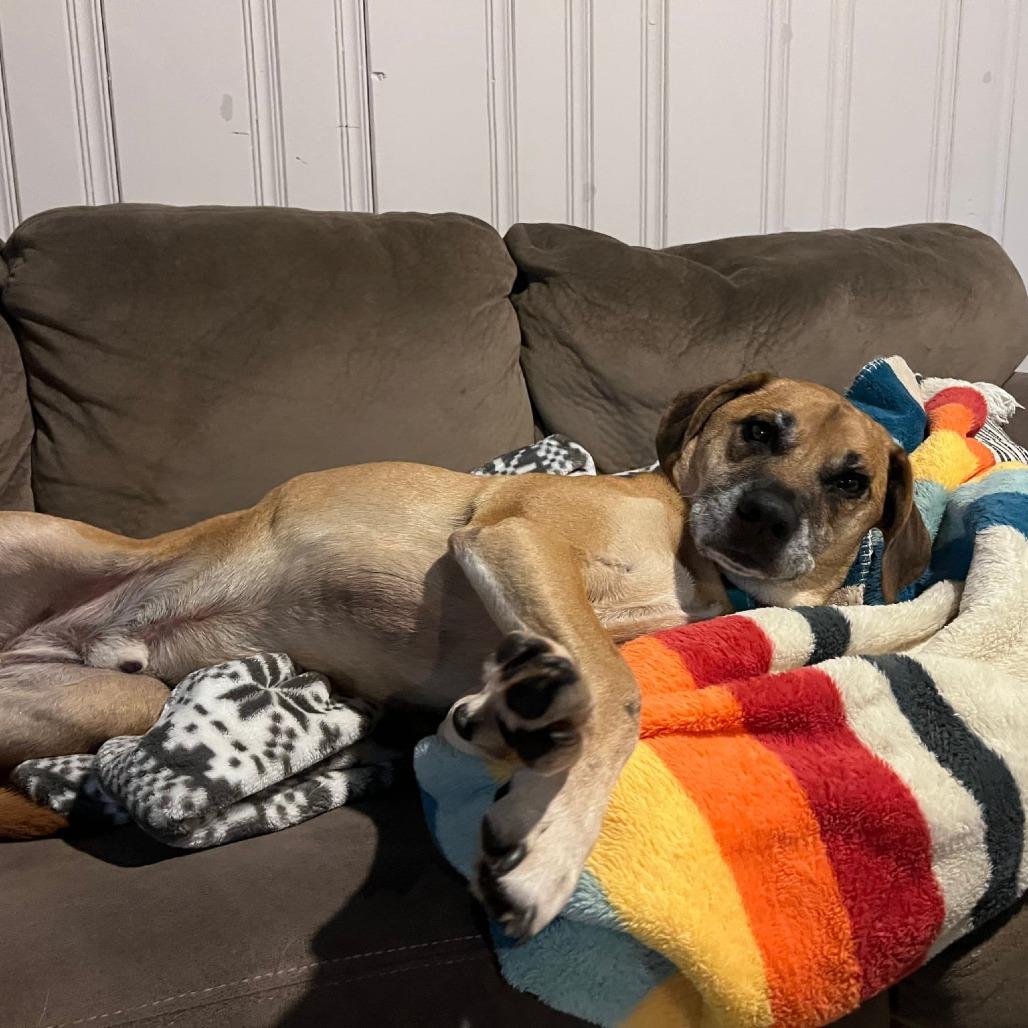 Enlarge Ollie, a Adoptable Hound in Ferndale, MI image 1/3