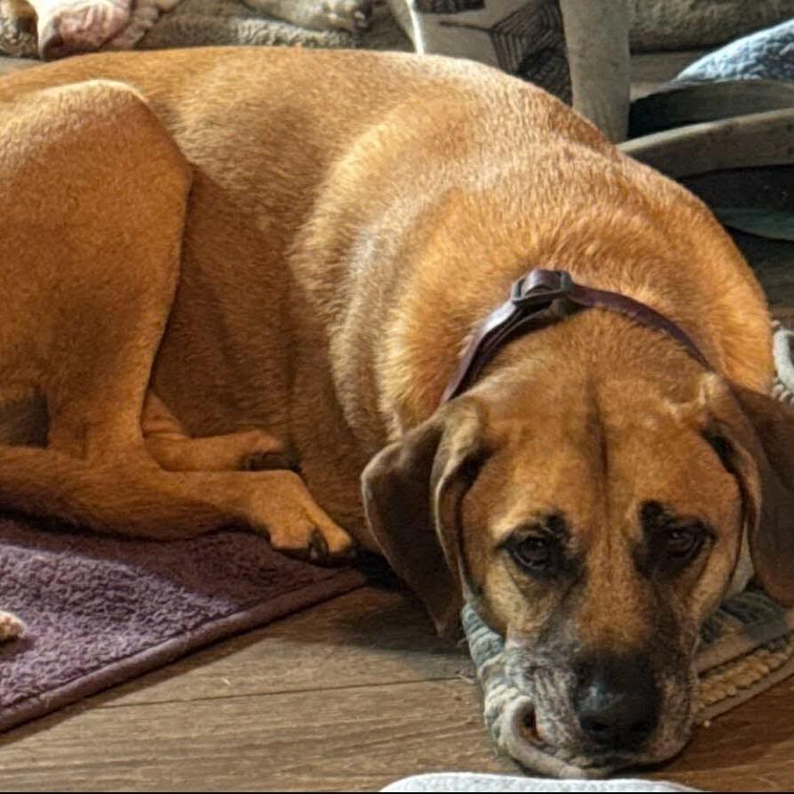 Enlarge Ollie, a Adoptable Hound in Ferndale, MI image 2/3